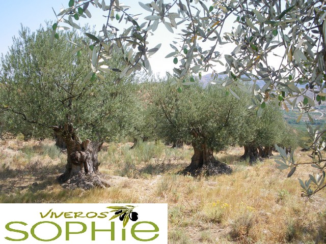 Variedad de olivo NEGRAL  DE  SABIÑÁN
